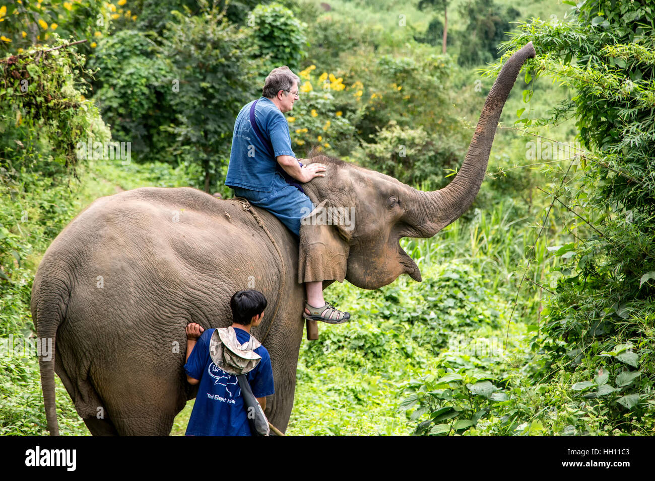 Man riding Asian elephant (Elephas maximus) on jungle trail, Thai