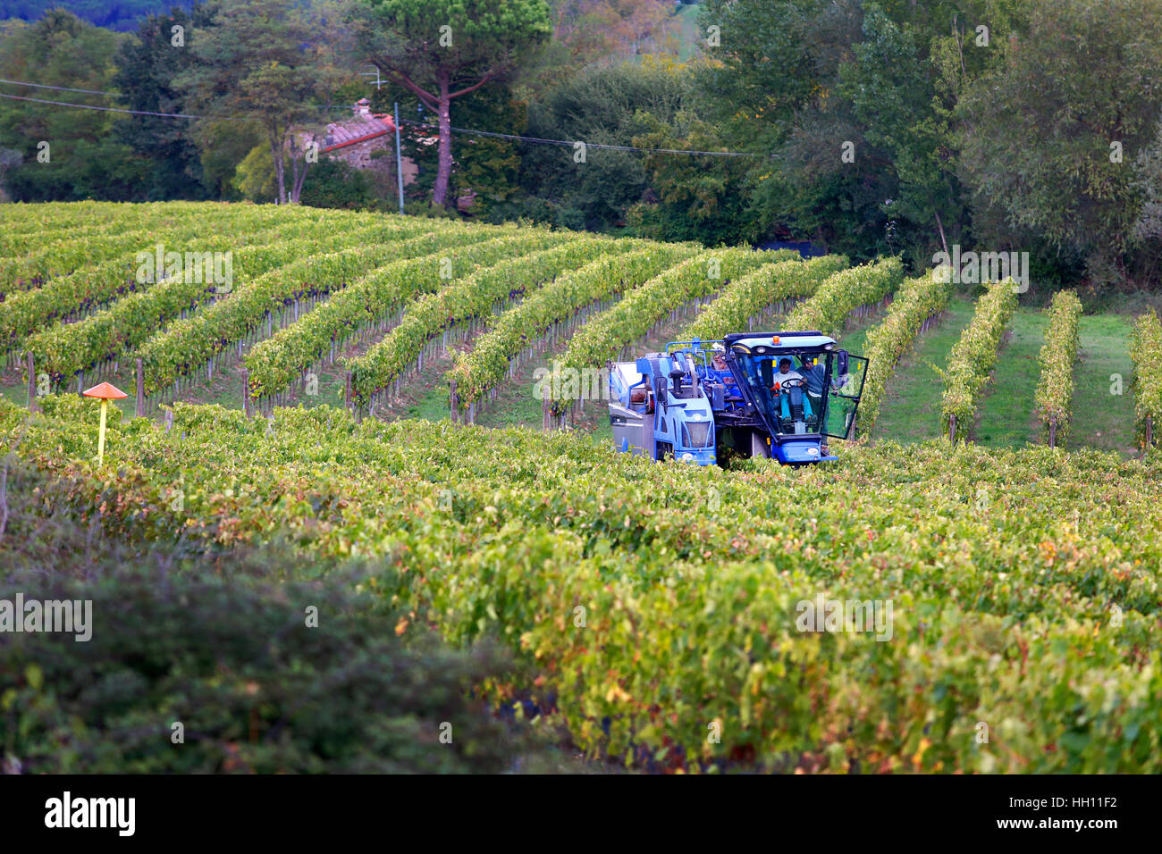 A New Holland Grape Harvester at work in the vineyards around San Casciano in Val di Pesa in Tuscany, Italy. Stock Photo