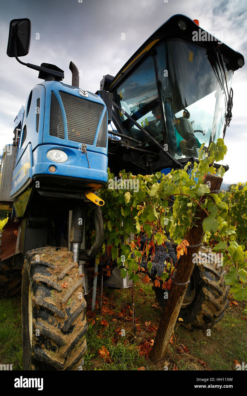 A New Holland Grape Harvester at work in the vineyards around San Casciano in Val di Pesa in Tuscany, Italy. Stock Photo