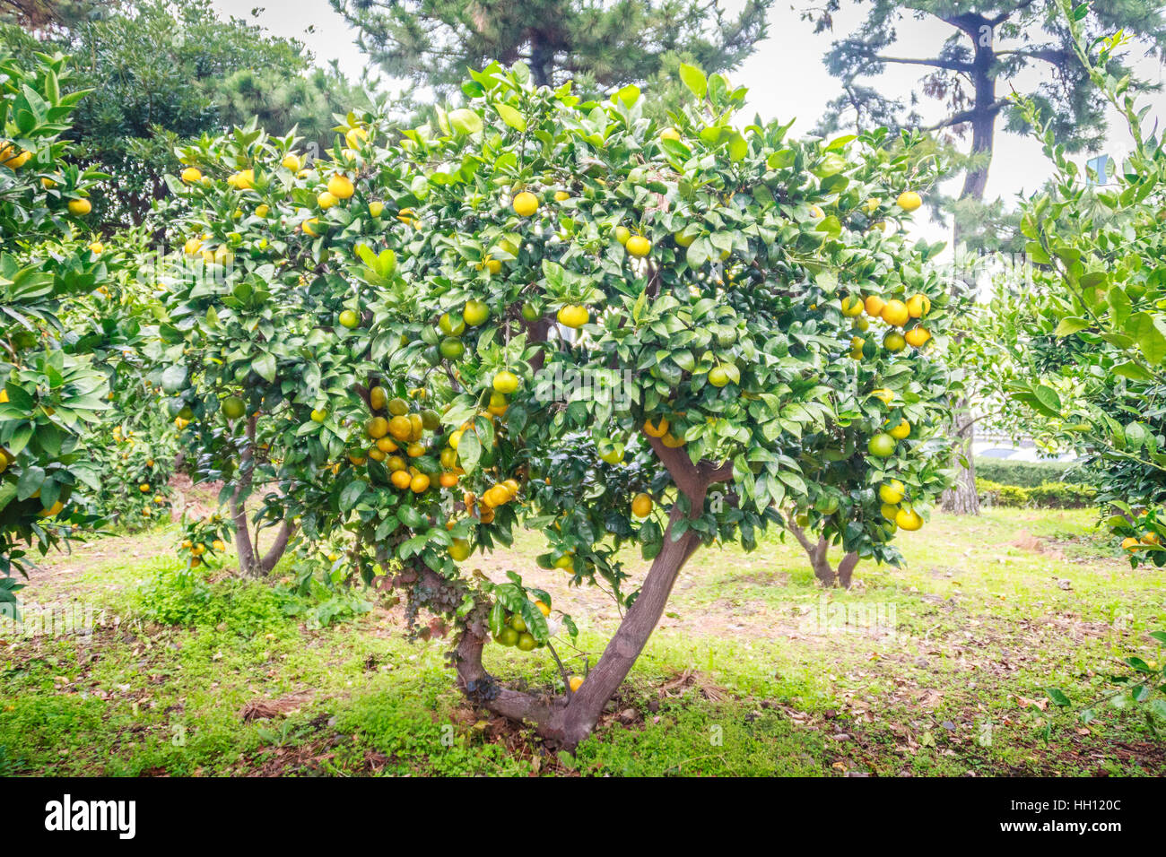 Tangerine orange farm in Jeju island, South Korea Stock Photo Alamy