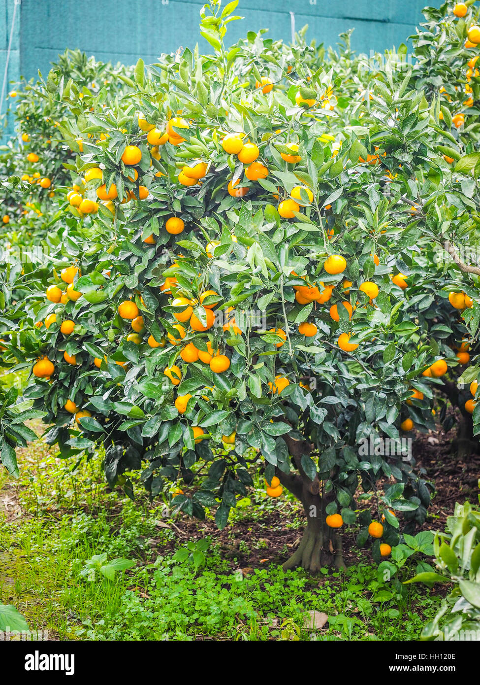 Tangerine orange farm in Jeju island, South Korea Stock Photo Alamy