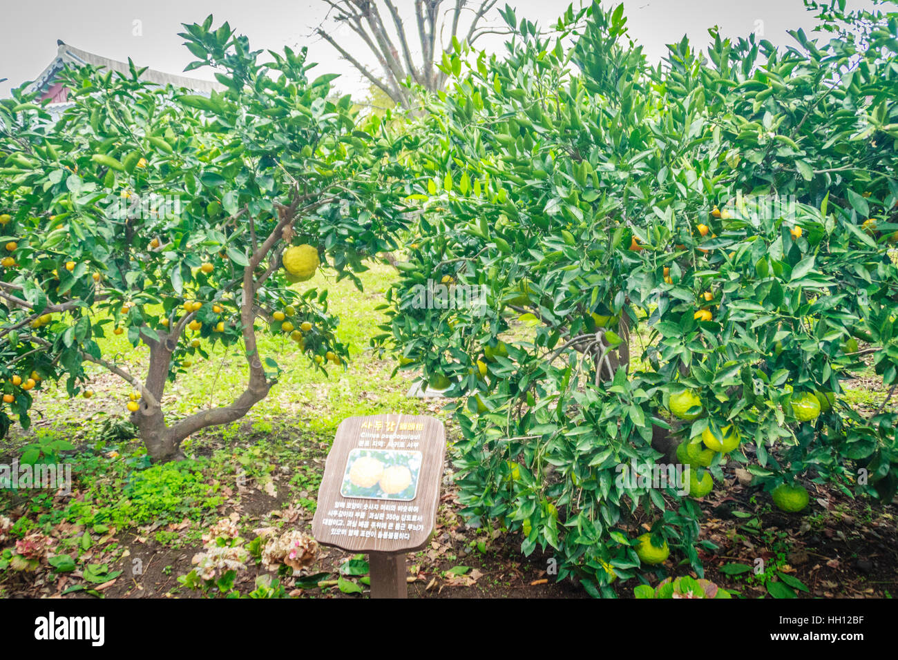 Tangerine orange farm in Jeju island, South Korea Stock Photo Alamy