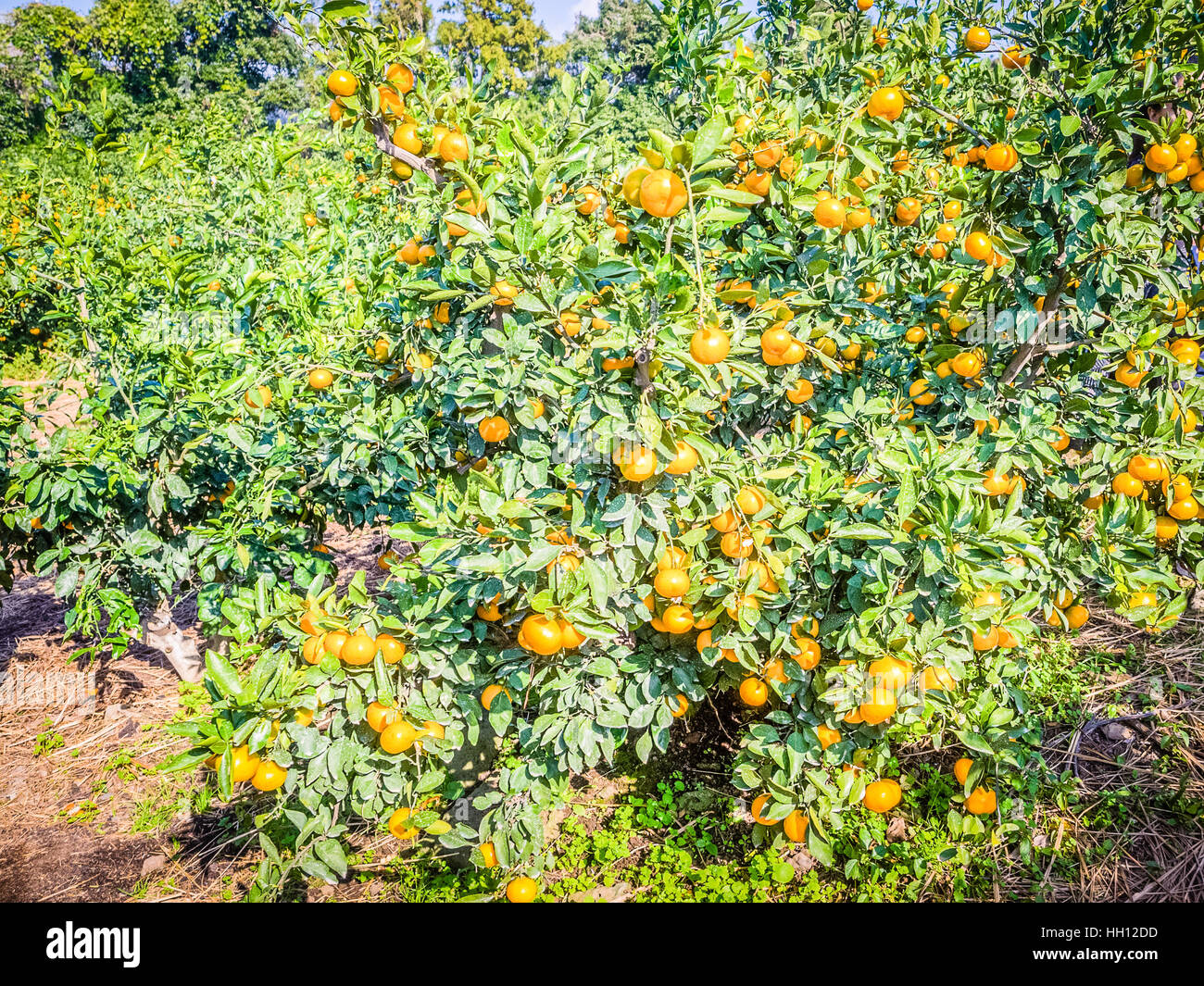 Tangerine orange farm in Jeju island, South Korea Stock Photo Alamy