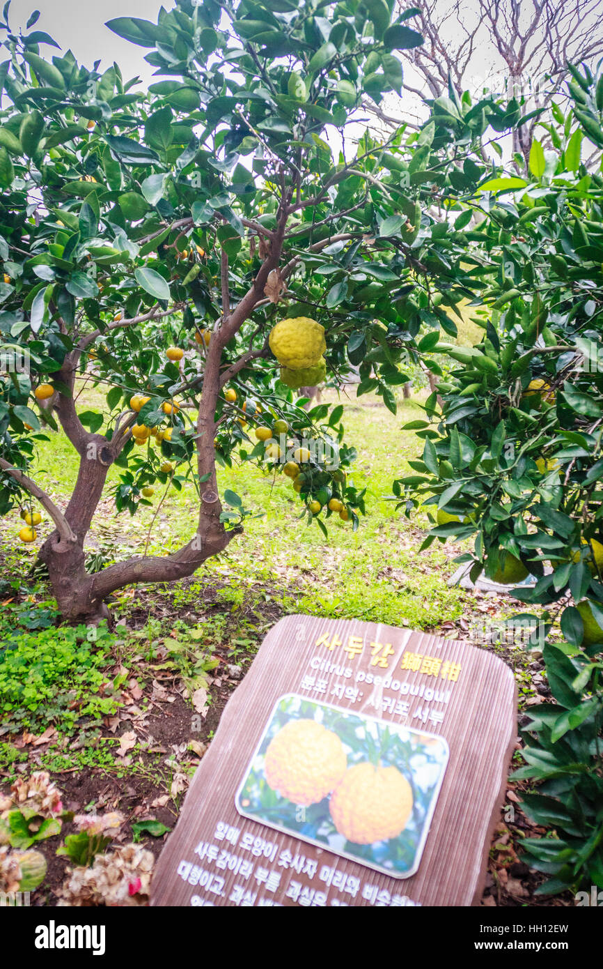 Tangerine orange farm in Jeju island, South Korea Stock Photo Alamy