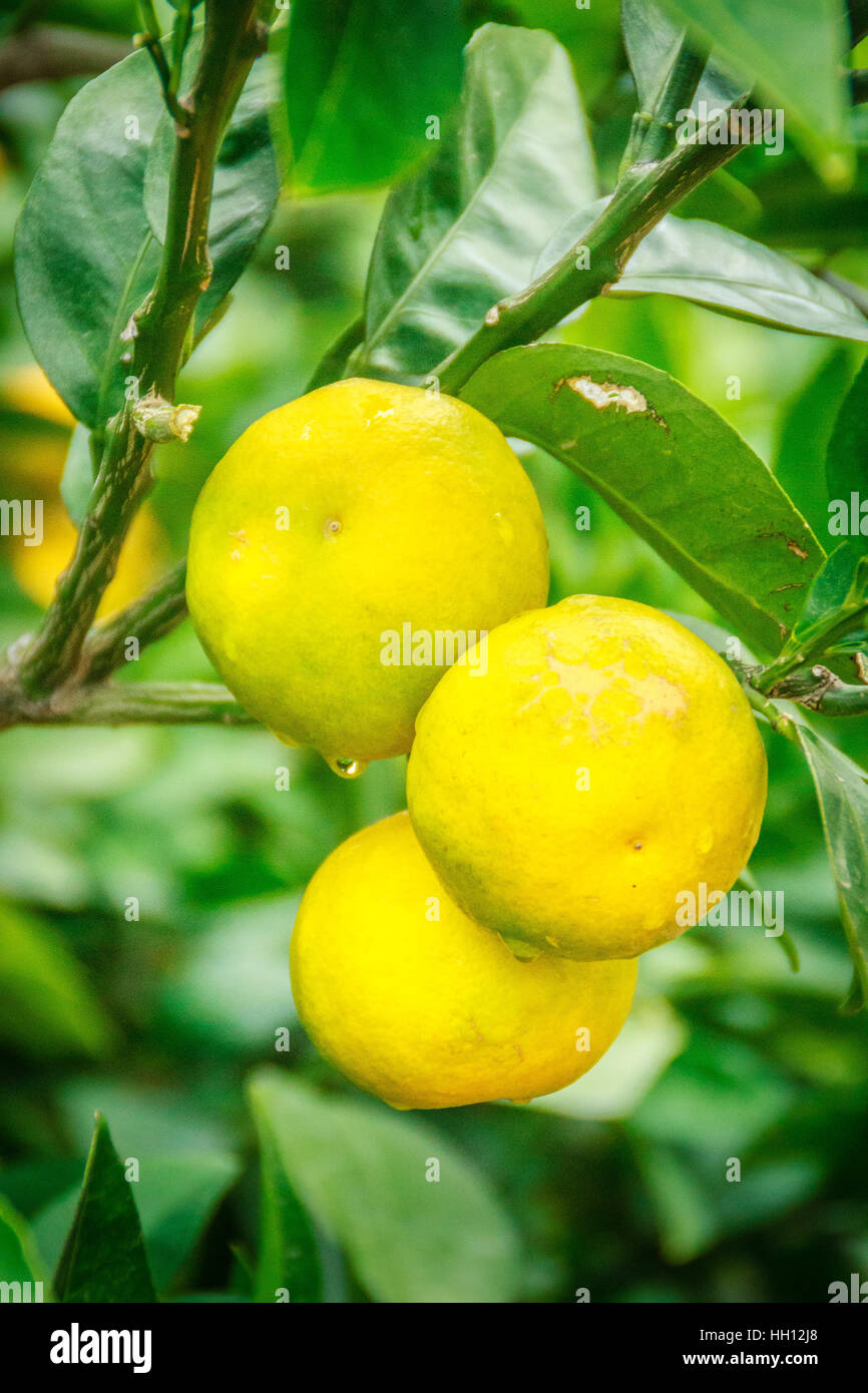 Close up Big Tangerine orange fruit in orange farm at Jeju island