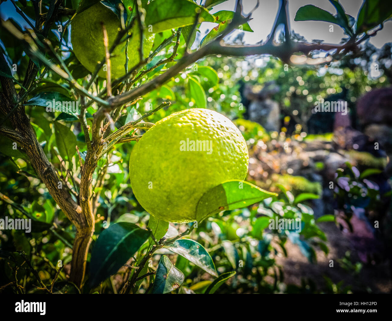 Close up Big Tangerine orange fruit in orange farm at Jeju island