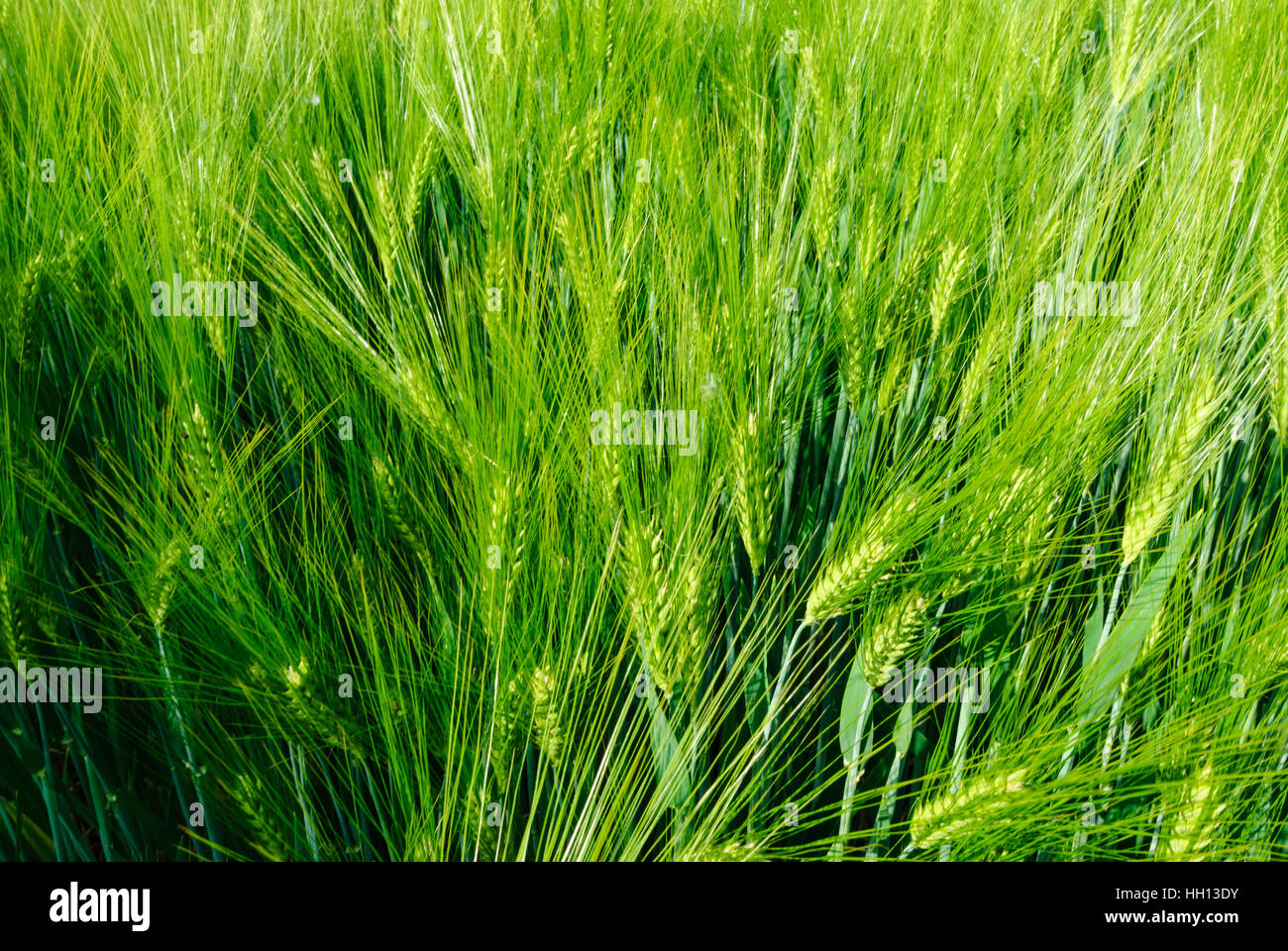 : Barley (Hordeum vulgare), field, , Sachsen, Saxony, Germany Stock Photo