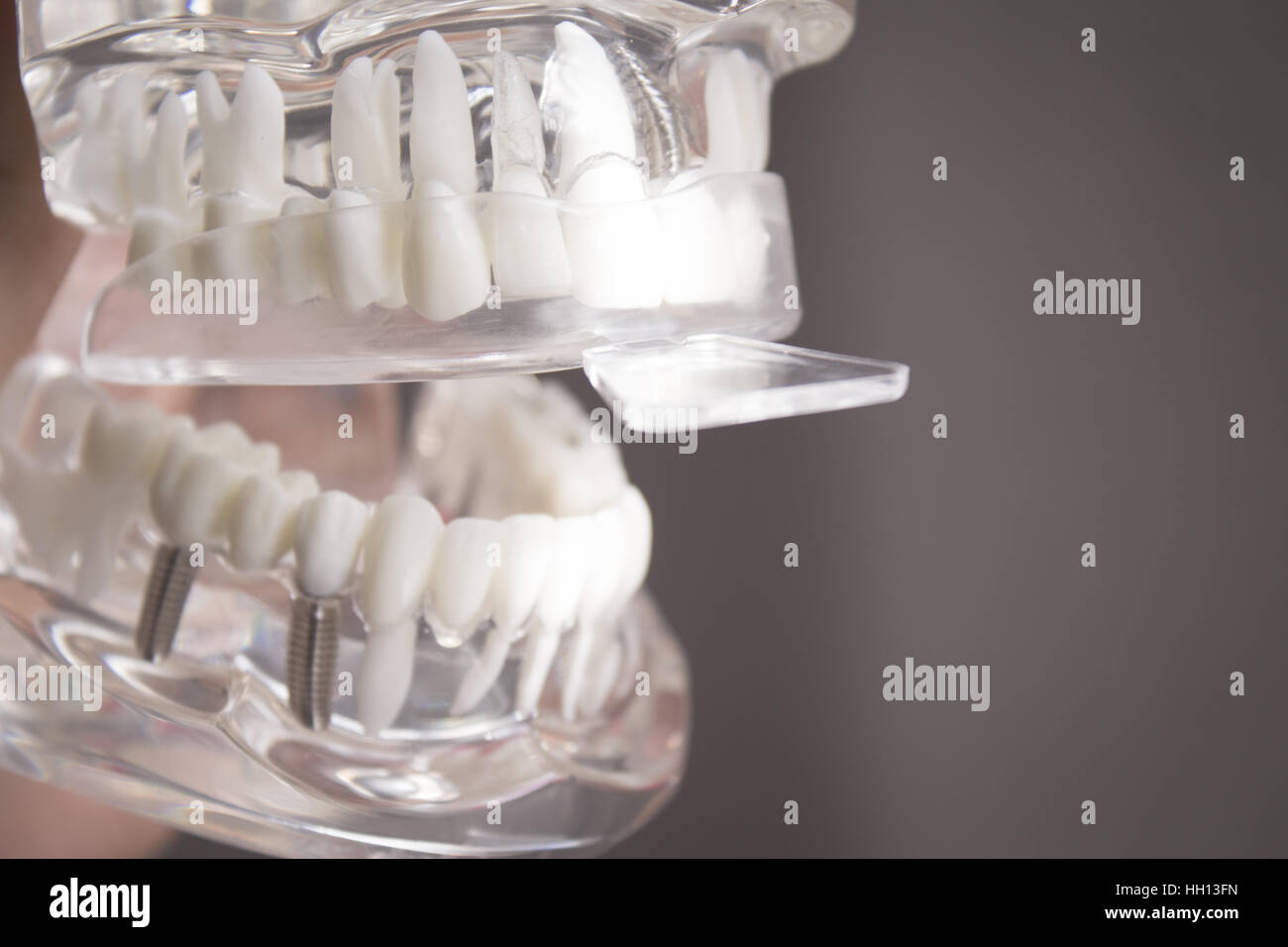 Silicone molds to make dentures inside a false mouth Stock Photo Alamy