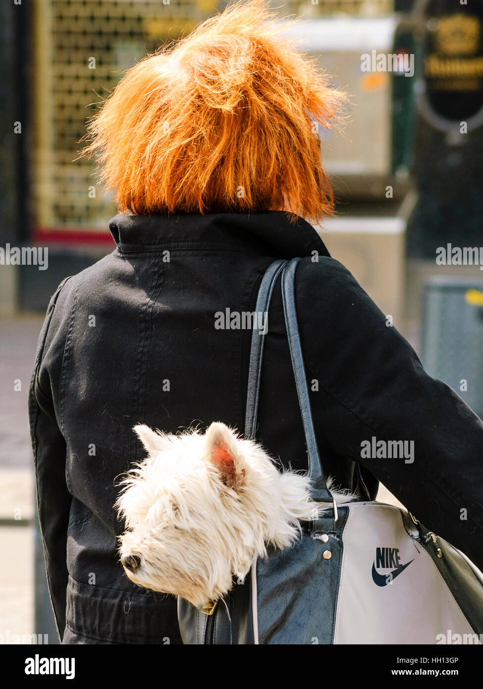 Woman with dog in shoulder-bag on Strøget a main shopping street in Copenhagen Denmark Stock Photo