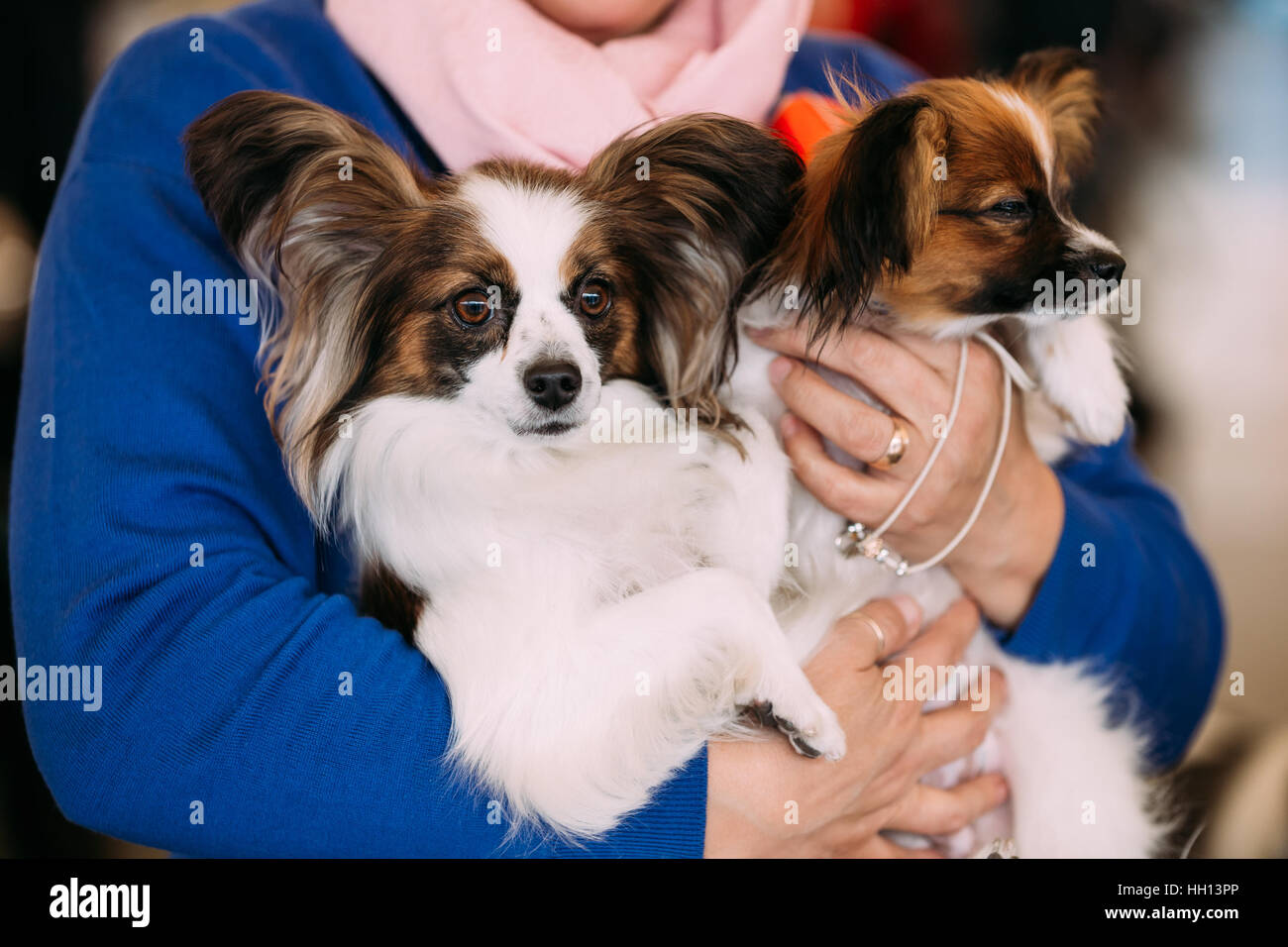 Toy Spaniel High Resolution Stock Photography And Images Alamy