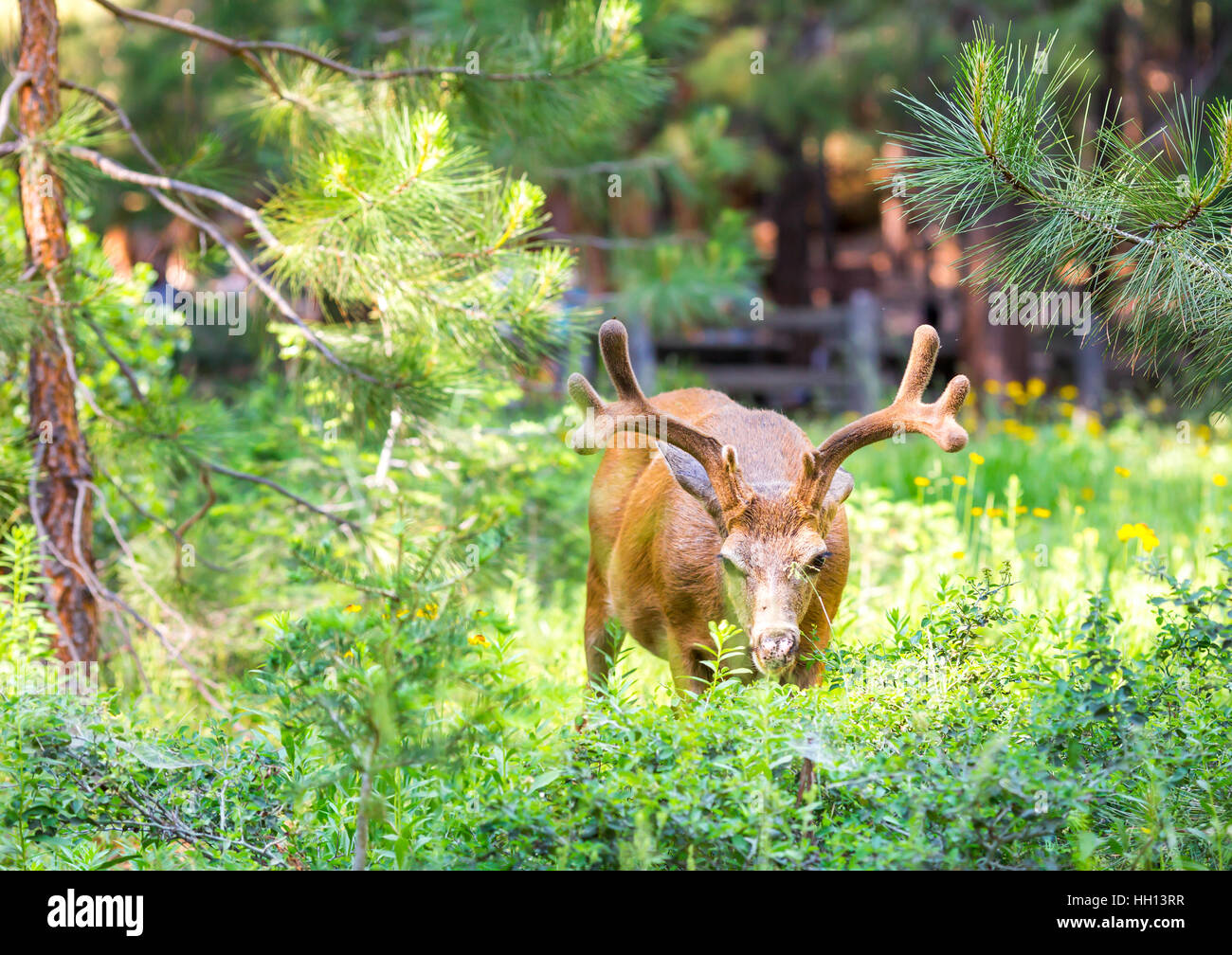 Hangul deer hires stock photography and images Alamy