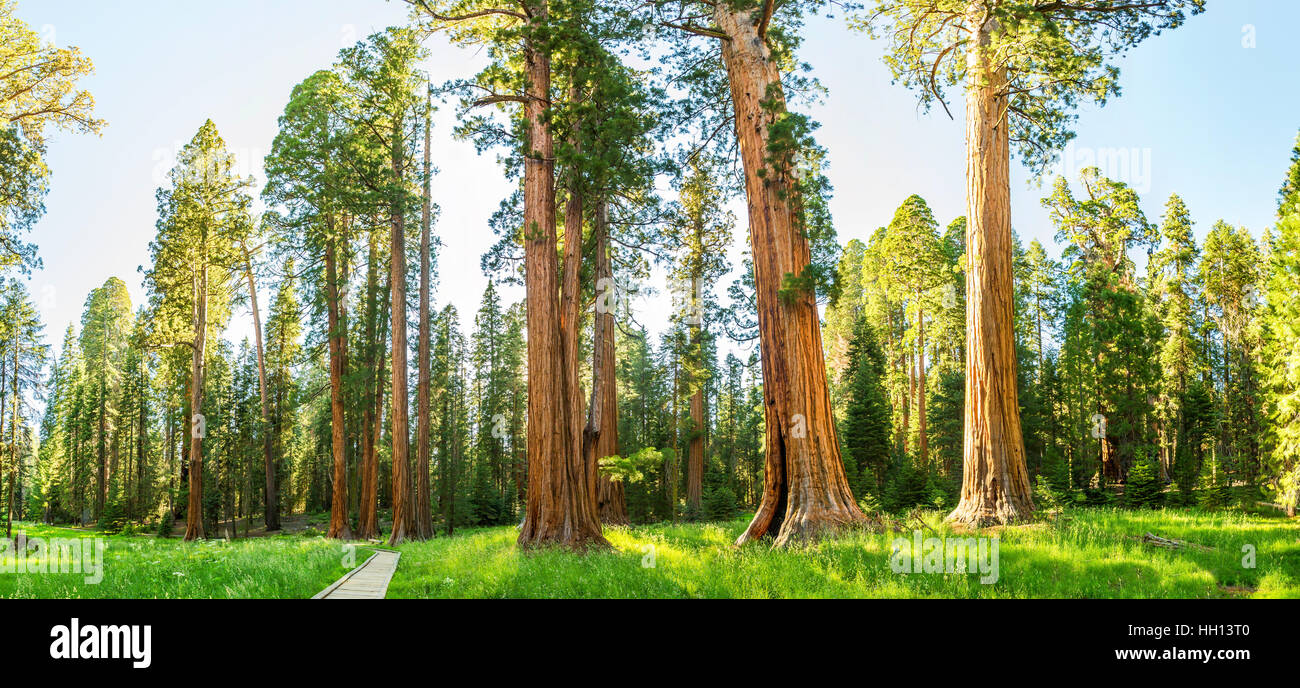 Giant pine tree hi-res stock photography and images - Alamy