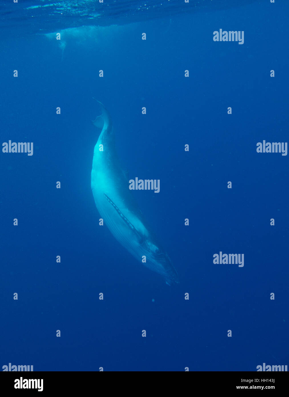 Humpback whale, Megaptera novaeangliae. Tonga islands. Polynesia Stock Photo