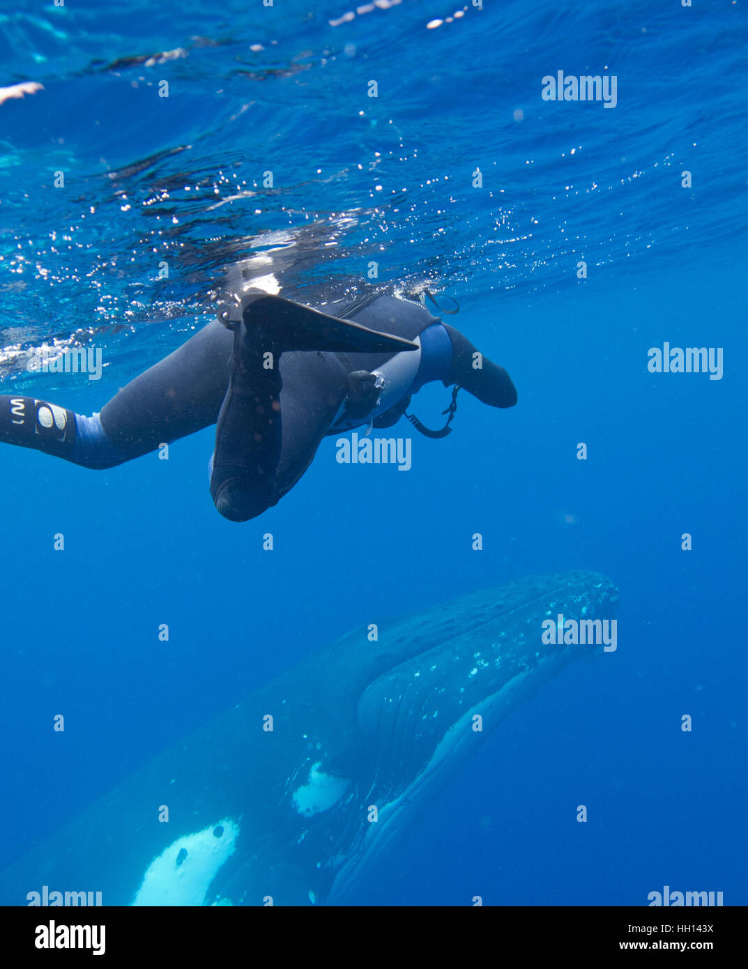 Man swimming with humpback whale (Megaptera novaeangliae). Tonga islands. Polynesia Stock Photo