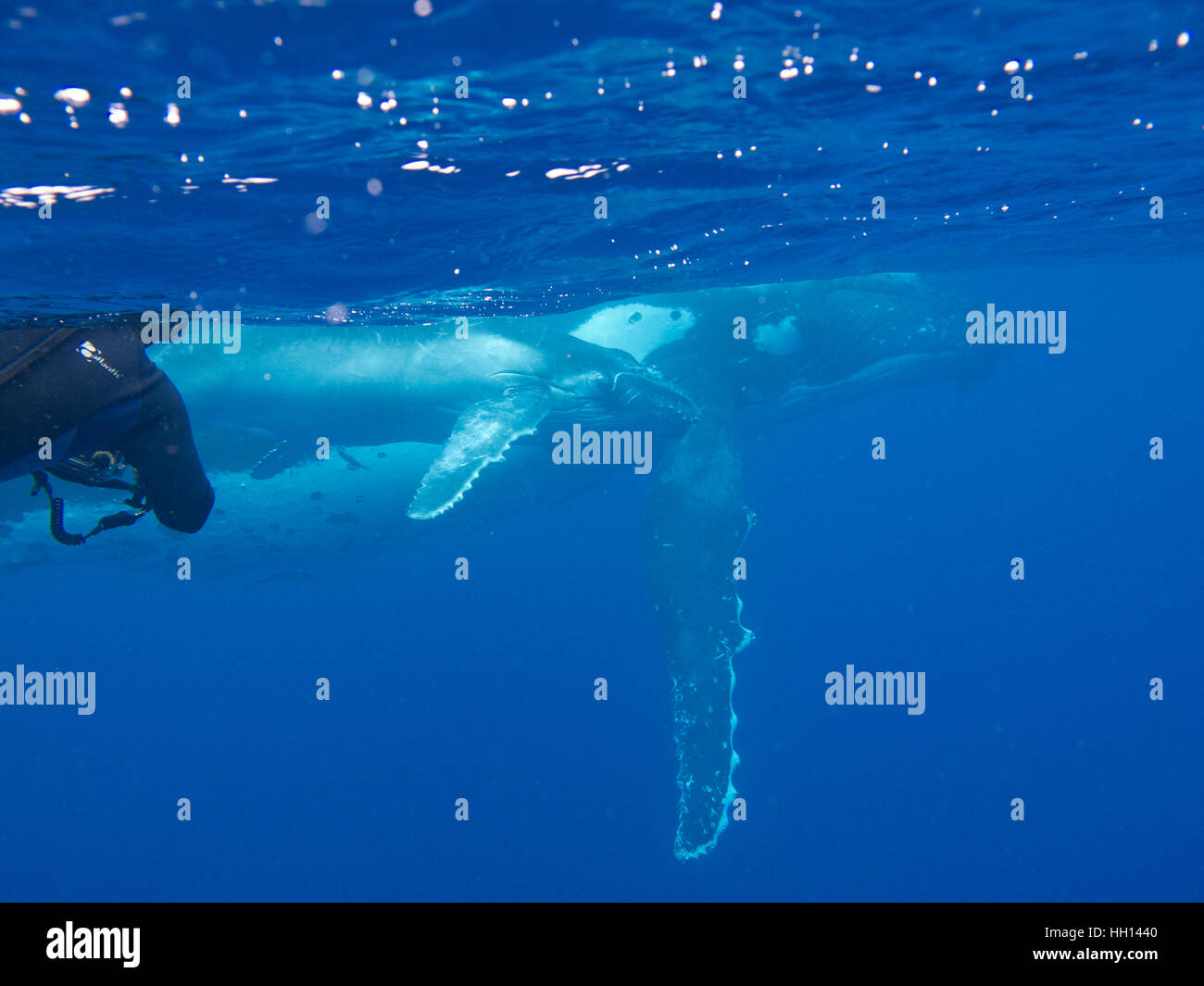 Swimming with humpback whale (Megaptera novaeangliae). Tonga islands. Polynesia Stock Photo