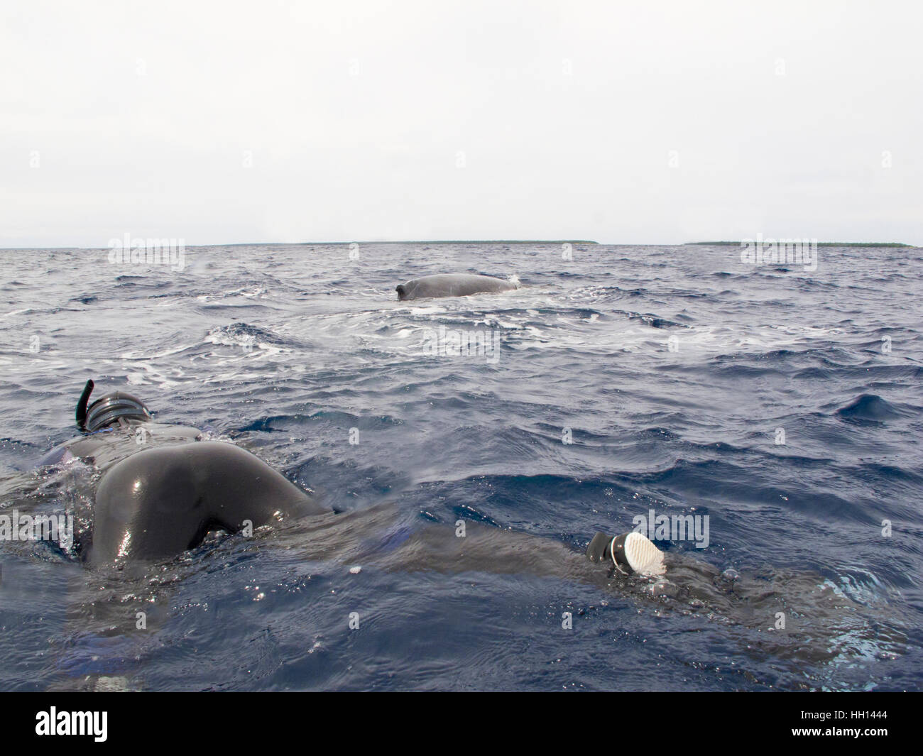 Whale watching.  Ha´apai islands. Tonga. Polynesia Stock Photo
