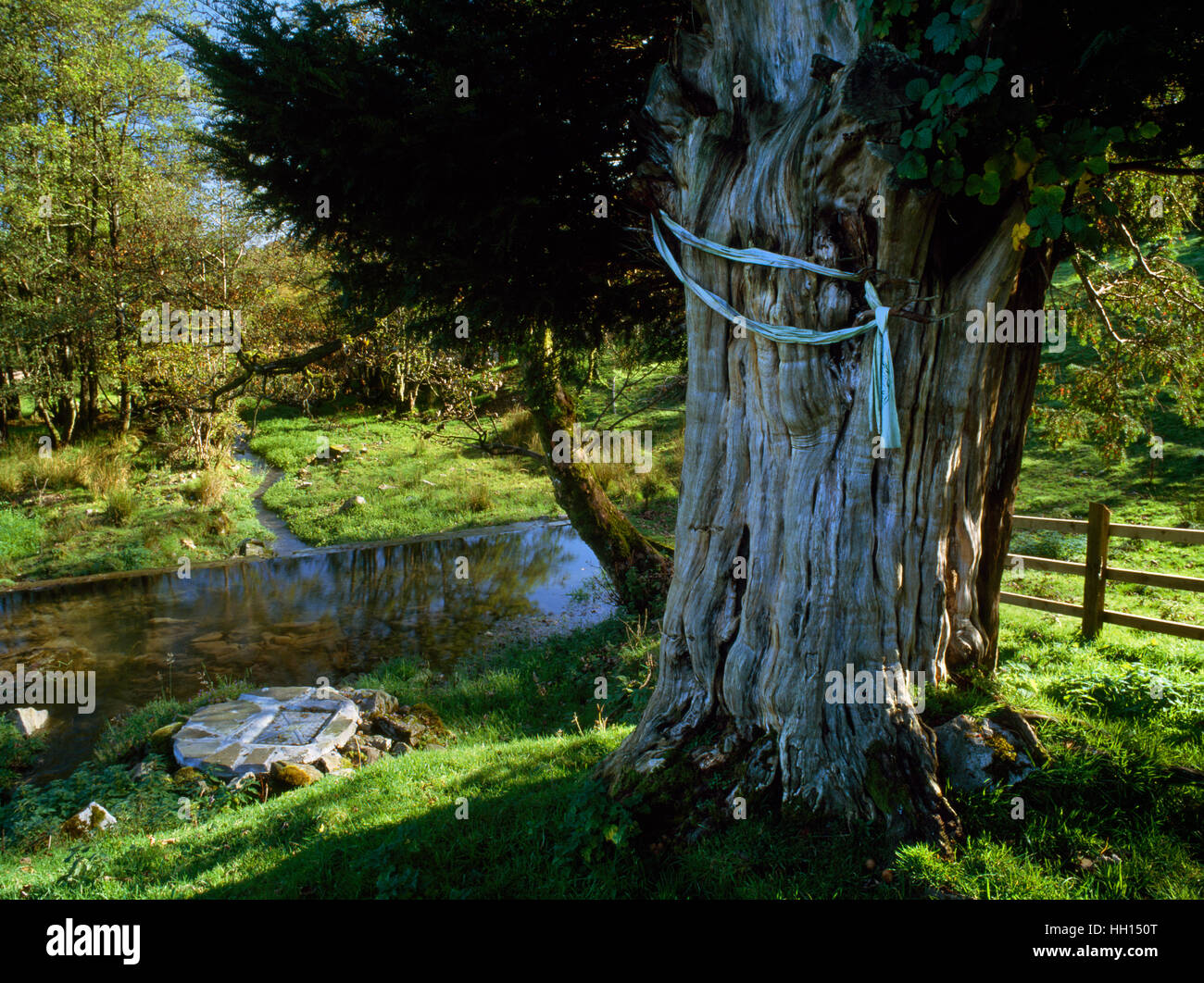 View ESE of Ffynnon Gwenlais holy well, Carmarthenshire, & source of the Gwenlais river guarded by an ancient yew tree some 1,500 years old. Stock Photo
