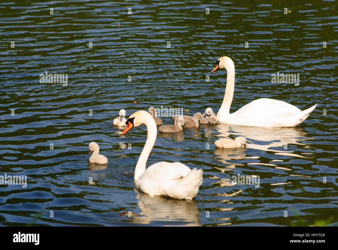 Greiz: mute swan (Cygnus olor) family, Vogtland, Thüringen, Thuringia, Germany Stock Photo