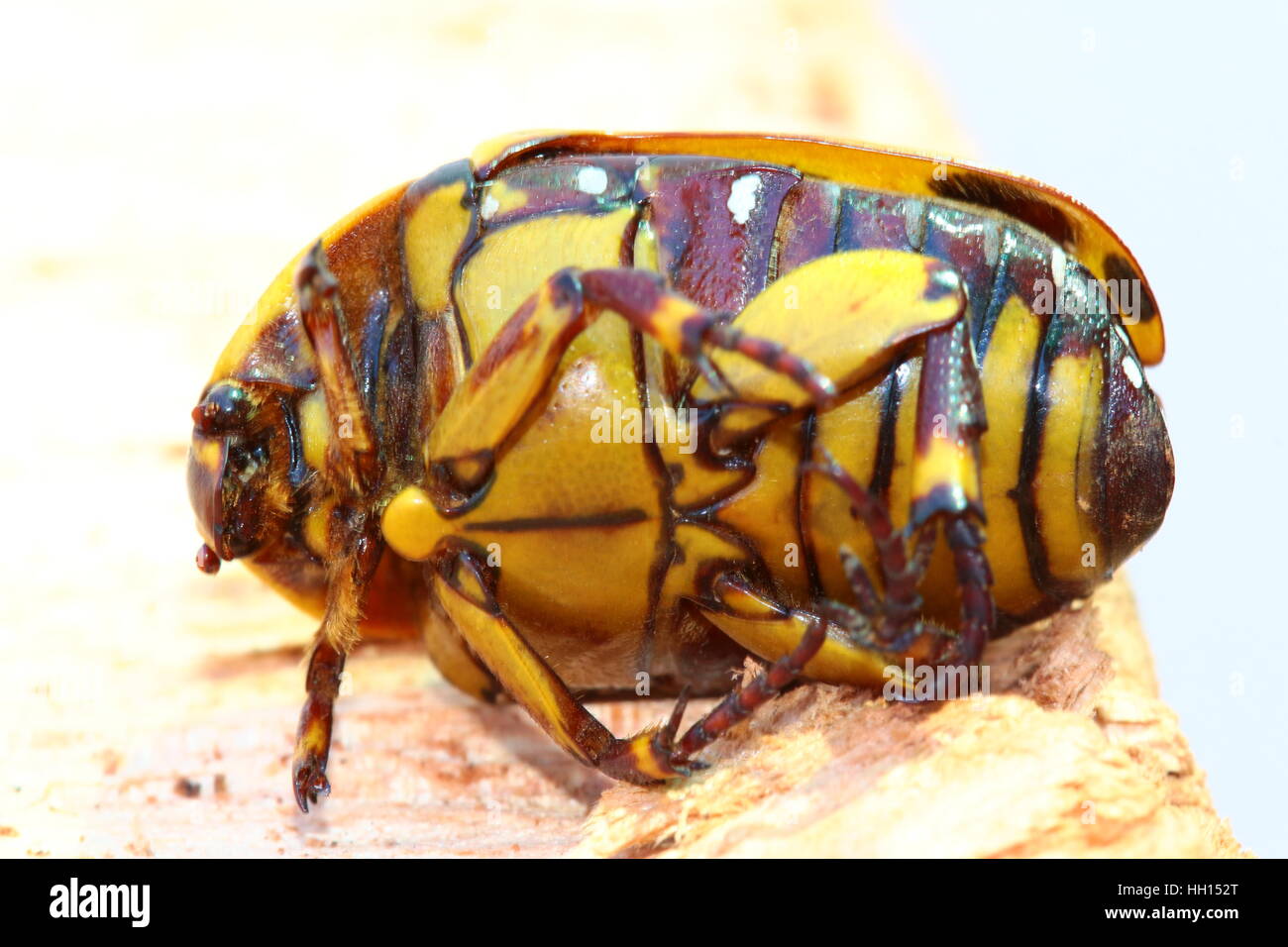 Yellow, brown and Black fruit chafer beetle. Pachnoda Sinuata. Very common in South Africa. Stock Photo