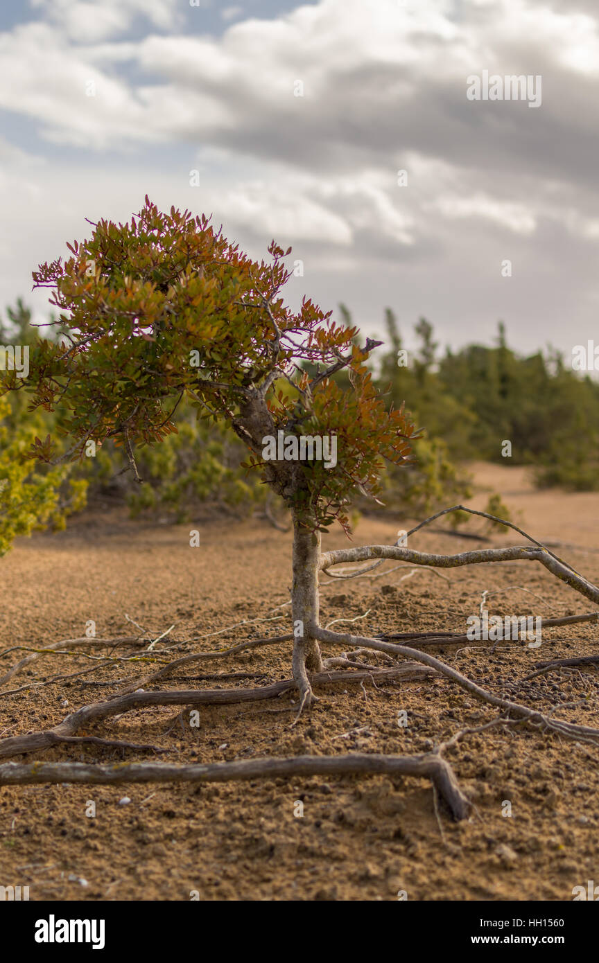Interesting tree roots hi-res stock photography and images - Alamy