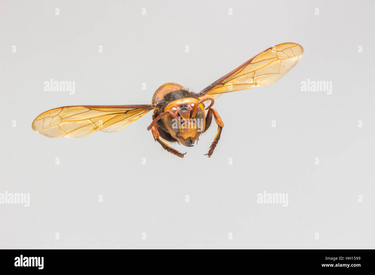 Flying wasp hi-res stock photography and images - Alamy