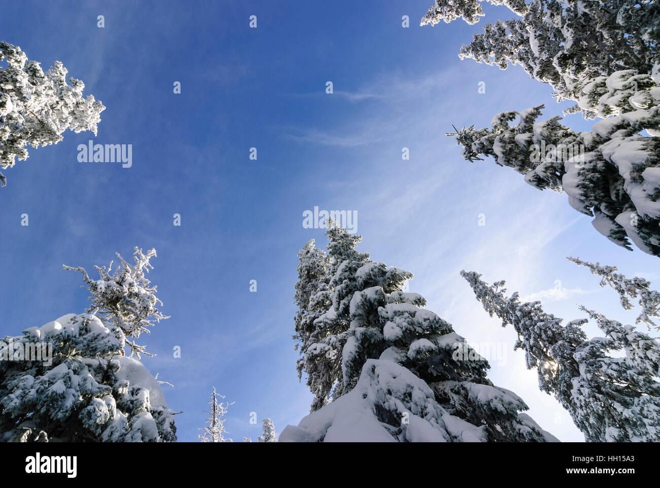 Common spruce (Picea abies), snow, view upward, Obere Steiermark, Steiermark, Styria, Austriatria Stock Photo