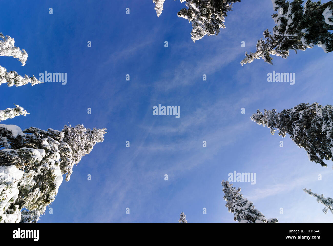 Common spruce (Picea abies), snow, view upward, Obere Steiermark, Steiermark, Styria, Austria Stock Photo