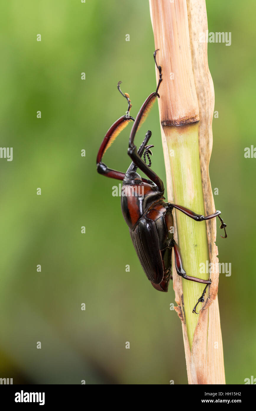 Snout Beetle eating on the plant Stock Photo