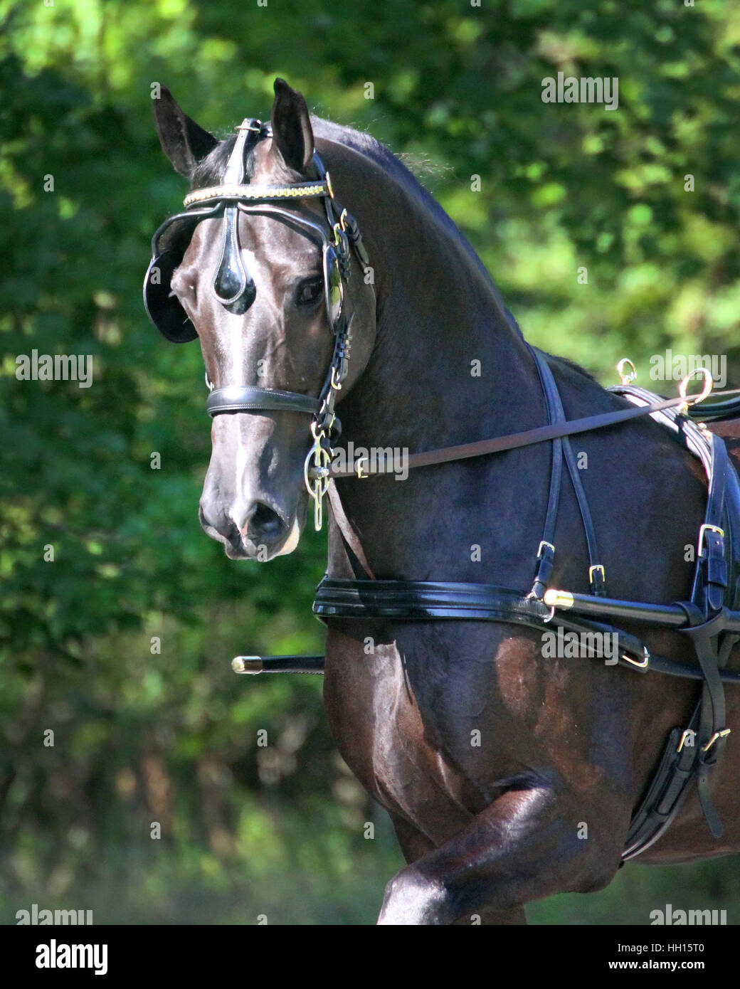 Leather harness hi-res stock photography and images - Alamy