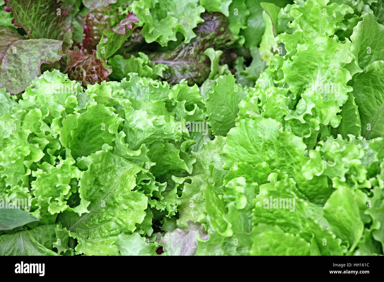 Lettuce plants with lush fresh foliage growing in garden Stock Photo