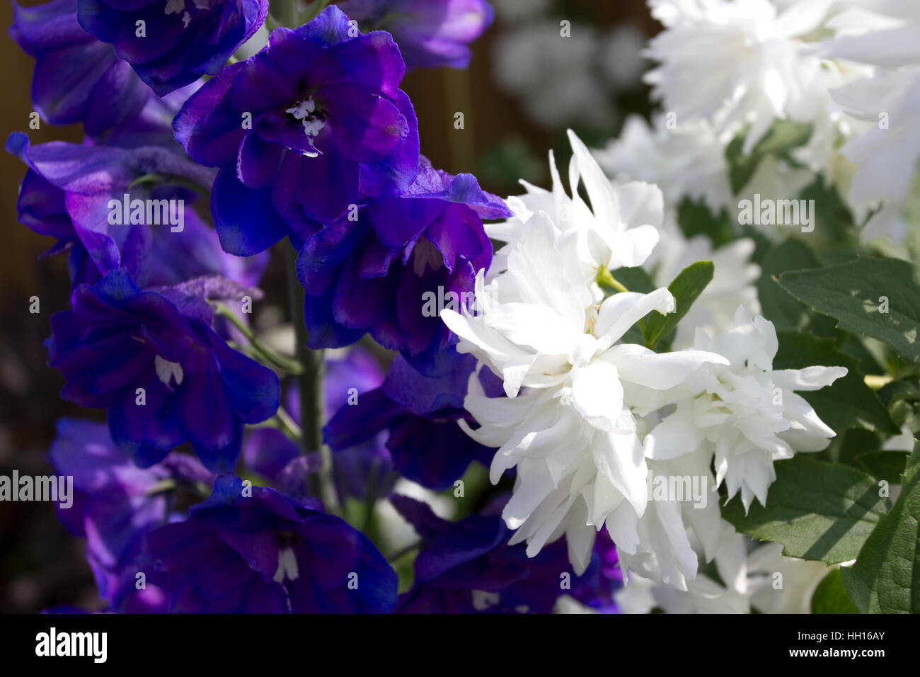 Philadelphus buckley's quill Mock orange White flower with a scent and Delphinium guardian blue Stock Photo