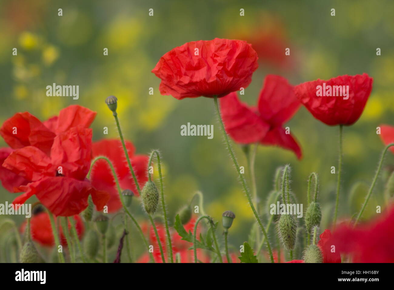 Poppy field Common poppy Papaver rhoeas Stock Photo