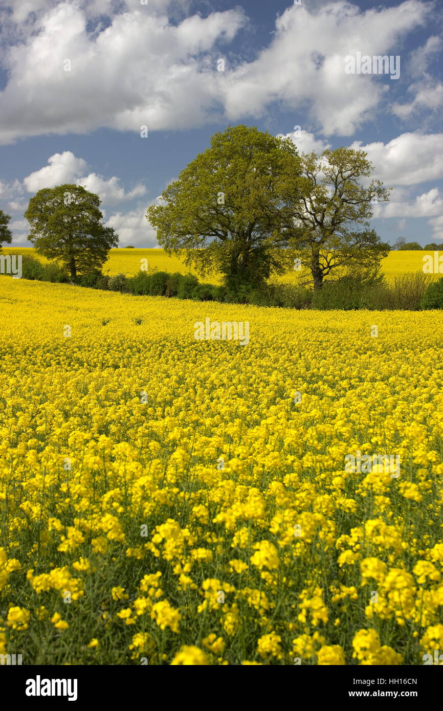 Rapeseed field Brassica napas near Dummer Hampshire Stock Photo
