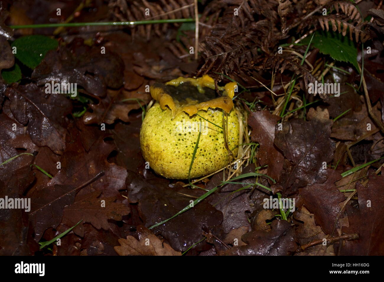 Scleroderma citrinum Earthball mushroom on the Wareham Forest Way Wareham Dorset Stock Photo