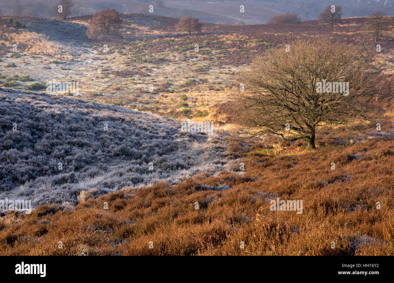 Riped heathland near the Posbank Stock Photo