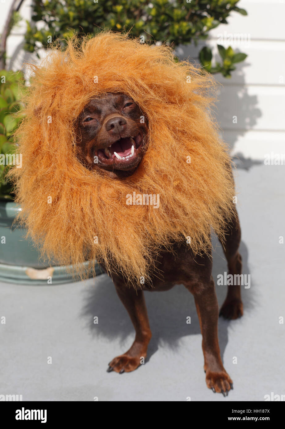 Small dog wears lion mane costume Stock Photo