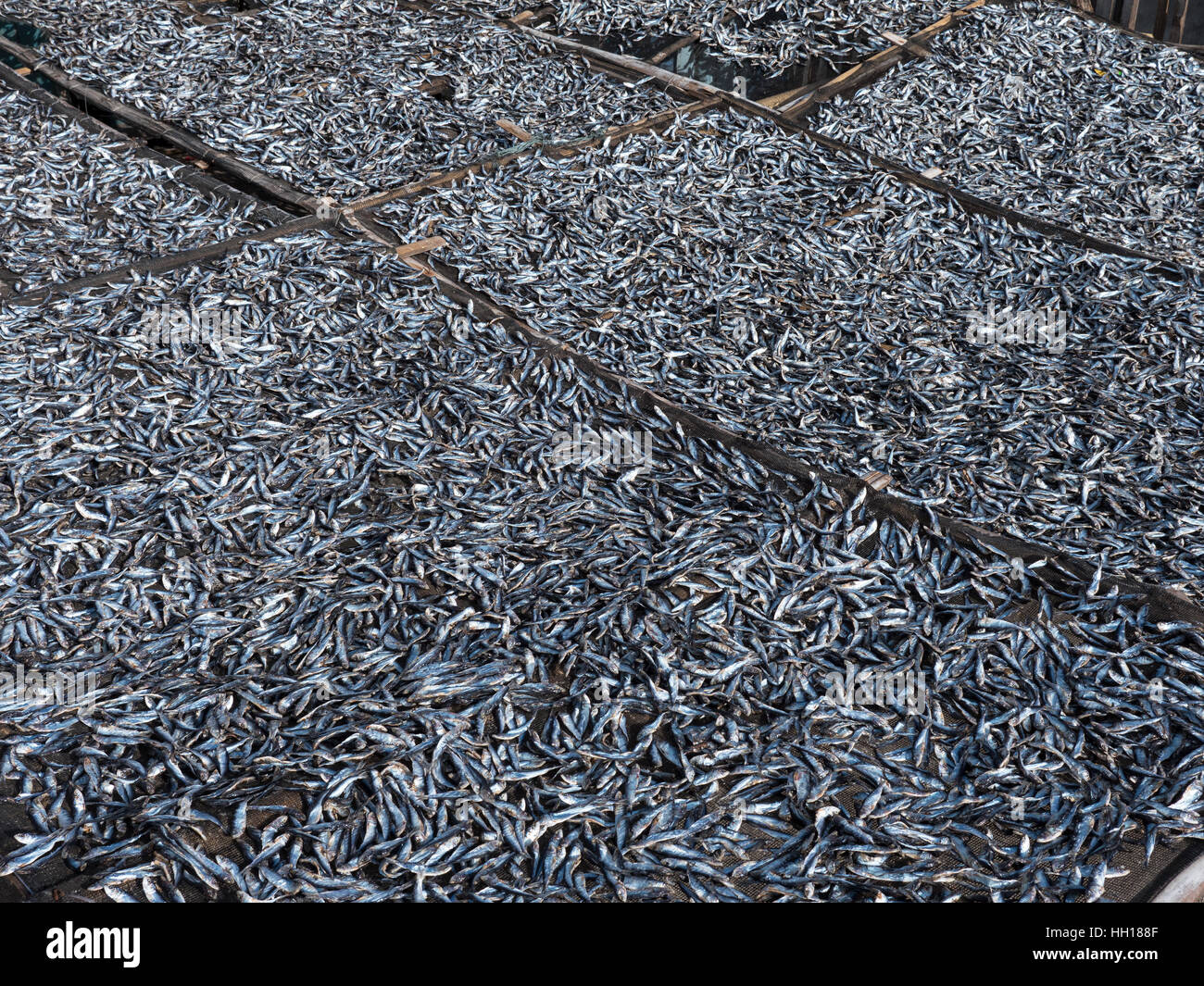 Small fish being dried in Tinoto, a fishing village in Maasim, the province of Sarangani on Mindanao, the southernmost island of The Philippines. Stock Photo