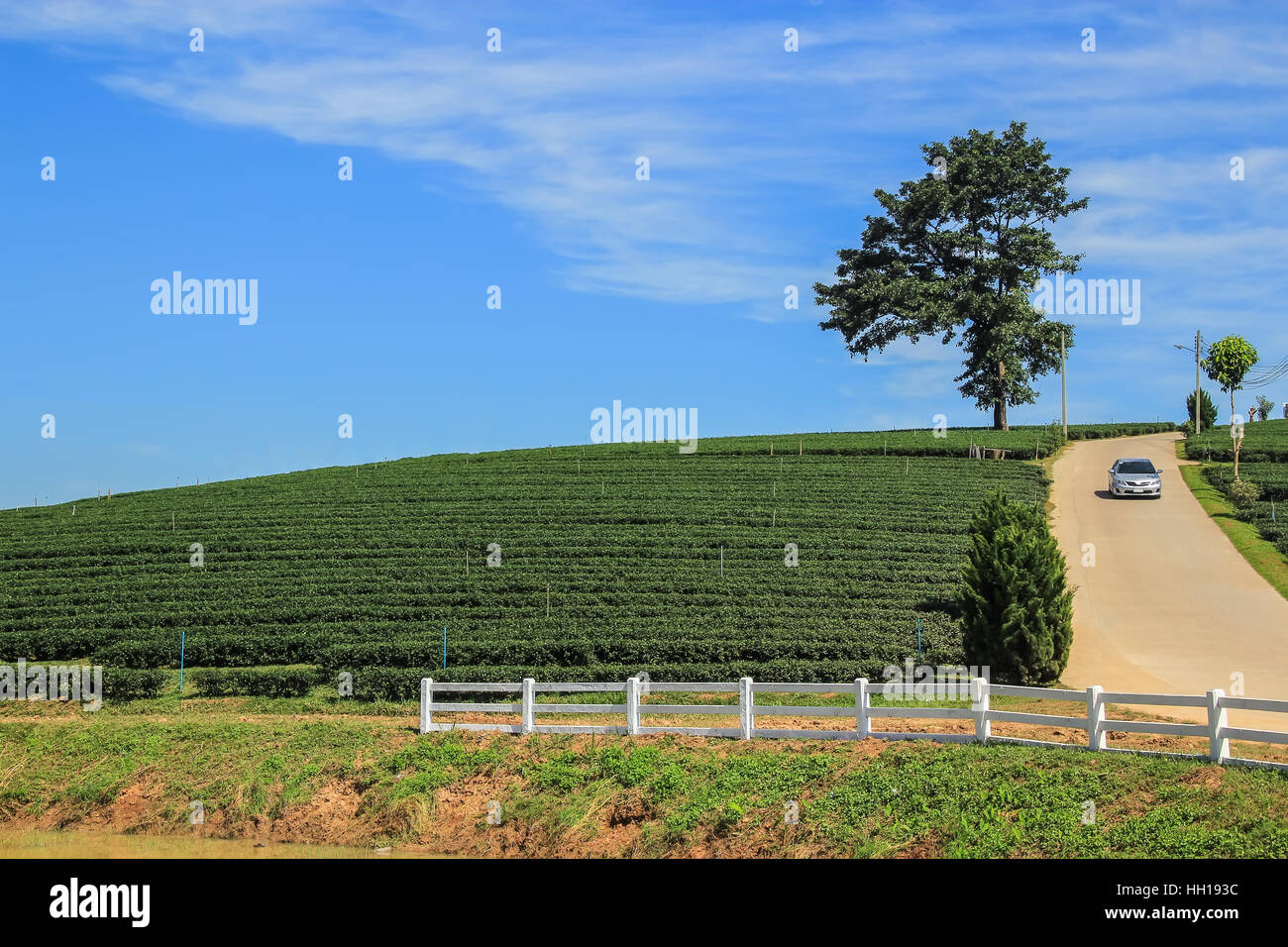 Tea plantation, lone tree and car driving from the hill in Chiang rai, Thailand Stock Photo