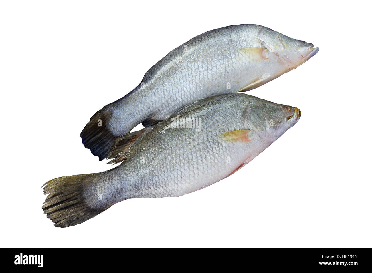 Pair of Silver perch or white perch isolated on white background Stock Photo