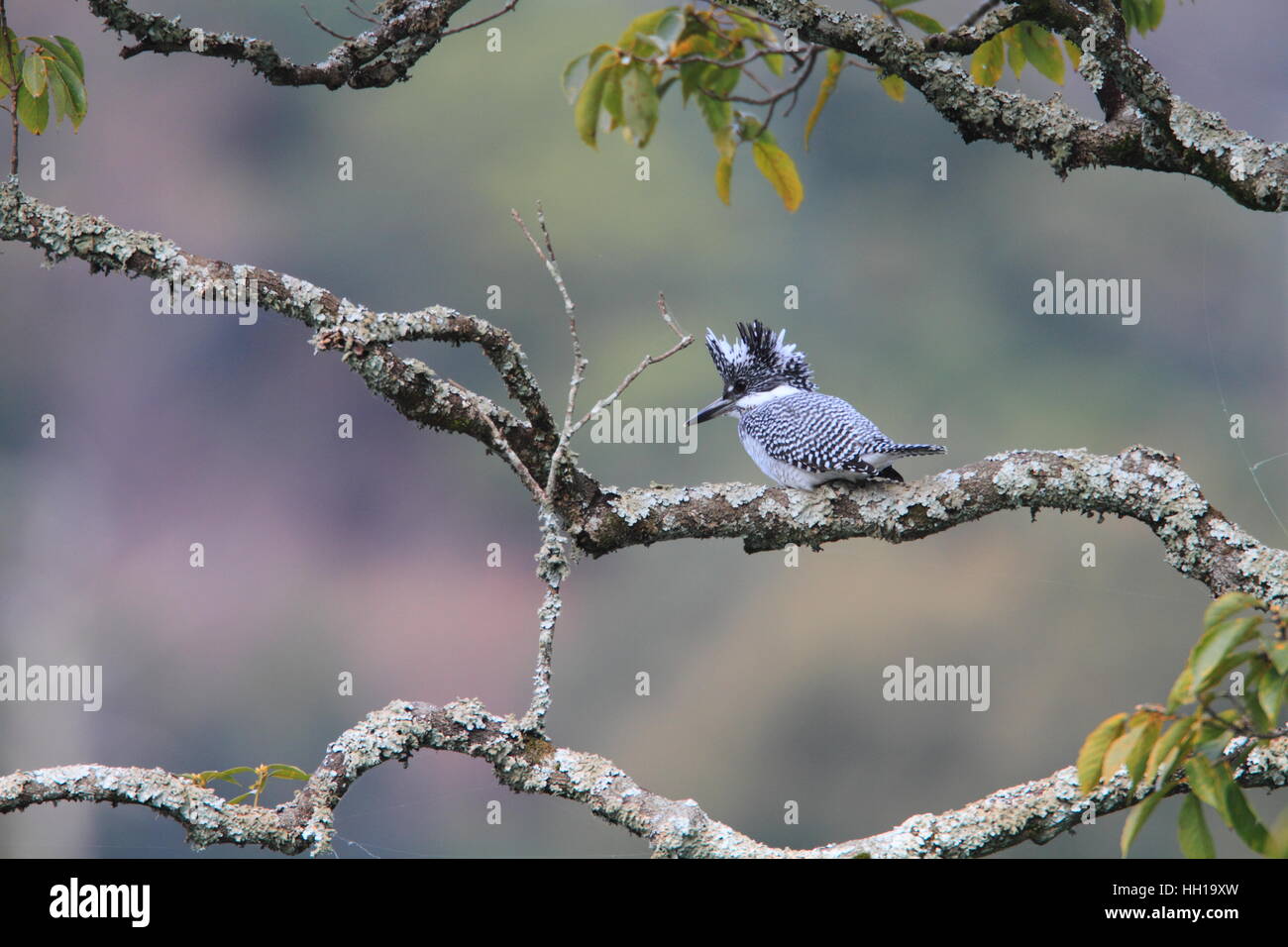 Crested Kingfisher (Megaceryle lugubris) in Japan Stock Photo Alamy