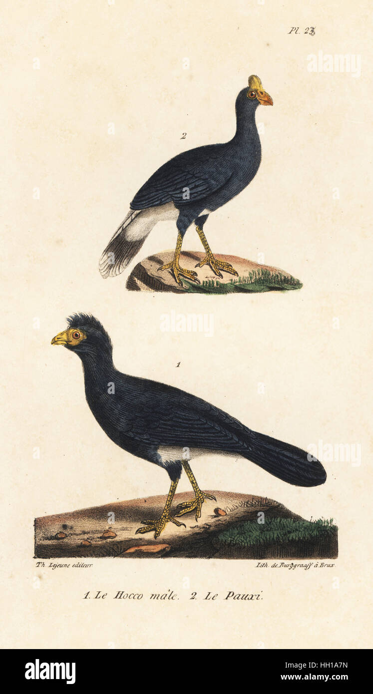 Great curassow, male, Crax rubra (vulnerable), and southern helmeted curassow, Pauxi unicornis (endangered). Handcoloured lithograph by Burggraaff from Th. Lejeune's Complete Works of Buffon, Oeuvres Completes de Buffon, Brussels, 1837. Stock Photo