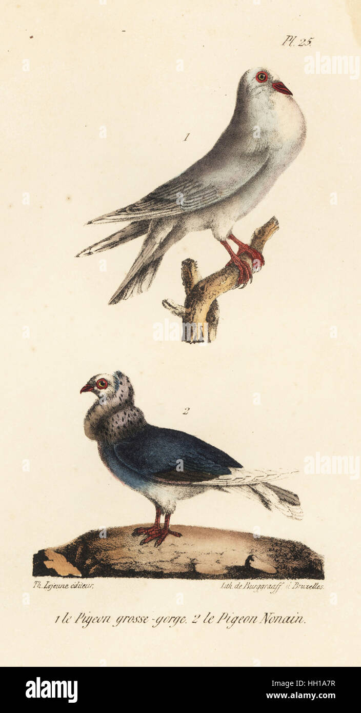 Pouter pigeon, Columba livia, and Jacobin pigeon, Columba cucullata, varieties of fancy pigeon breeds. Handcoloured lithograph by Burggraaff from Th. Lejeune's Complete Works of Buffon, Oeuvres Completes de Buffon, Brussels, 1837. Stock Photo