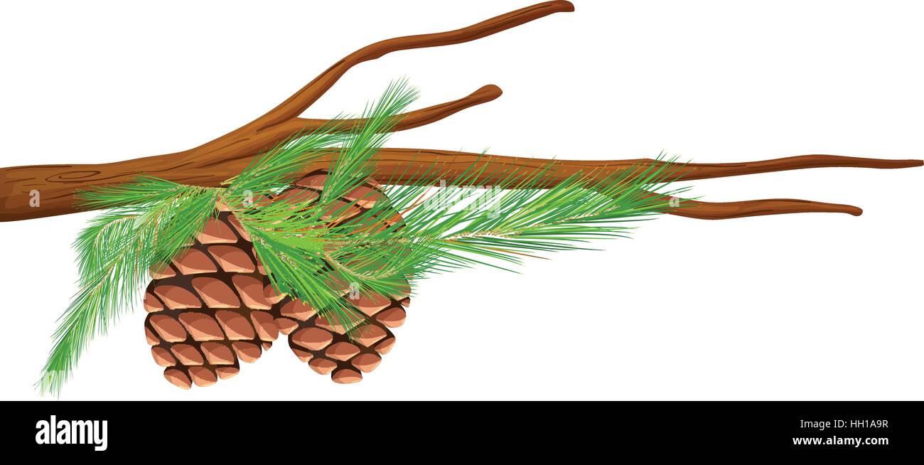 Pinecones on the branch illustration Stock Vector Image & Art - Alamy