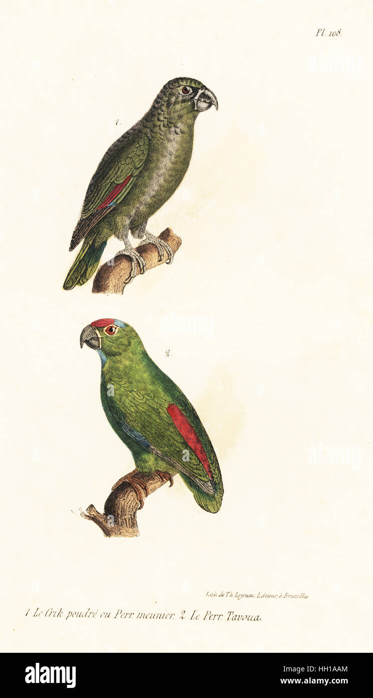 Mealy amazon, Amazona farinosa, and festive amazon, Amazona festiva. Handcoloured lithograph from Th. Lejeune's Complete Works of Buffon, Oeuvres Completes de Buffon, Brussels, 1837. Stock Photo