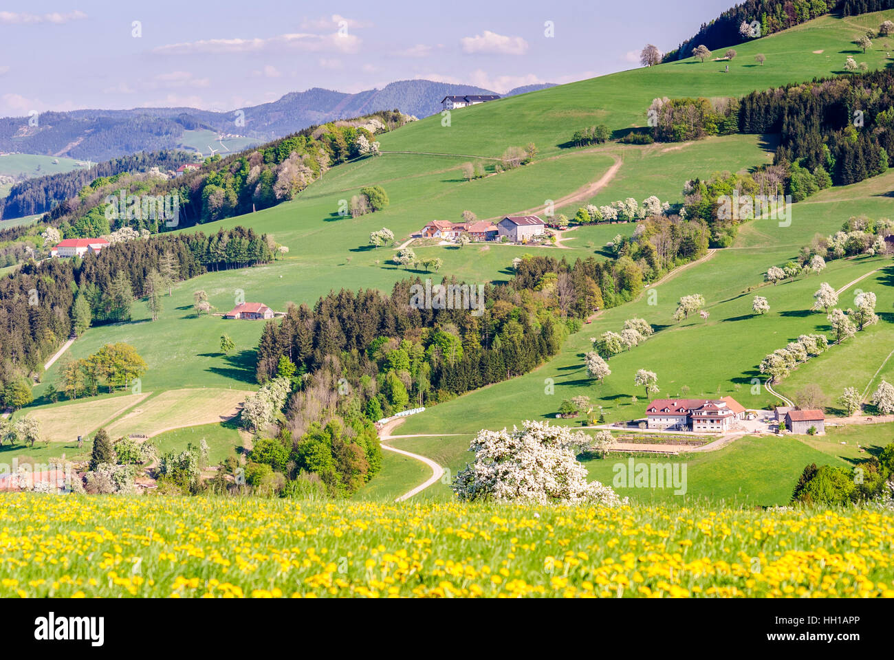 Ertl: Farms and flowering fruit trees, Mostviertel, Niederösterreich, Lower Austria, Austria Stock Photo