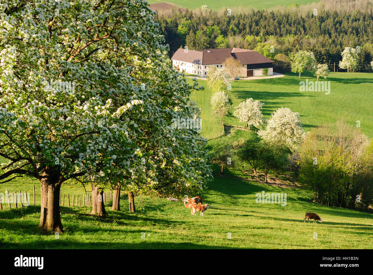 St. Georgen in der Klaus: farms and flowering fruit trees, Mostviertel, Niederösterreich, Lower Austria, Austria Stock Photo
