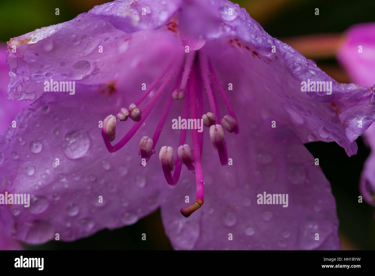 Macro purple bloom of rhododendron with water drops Stock Photo