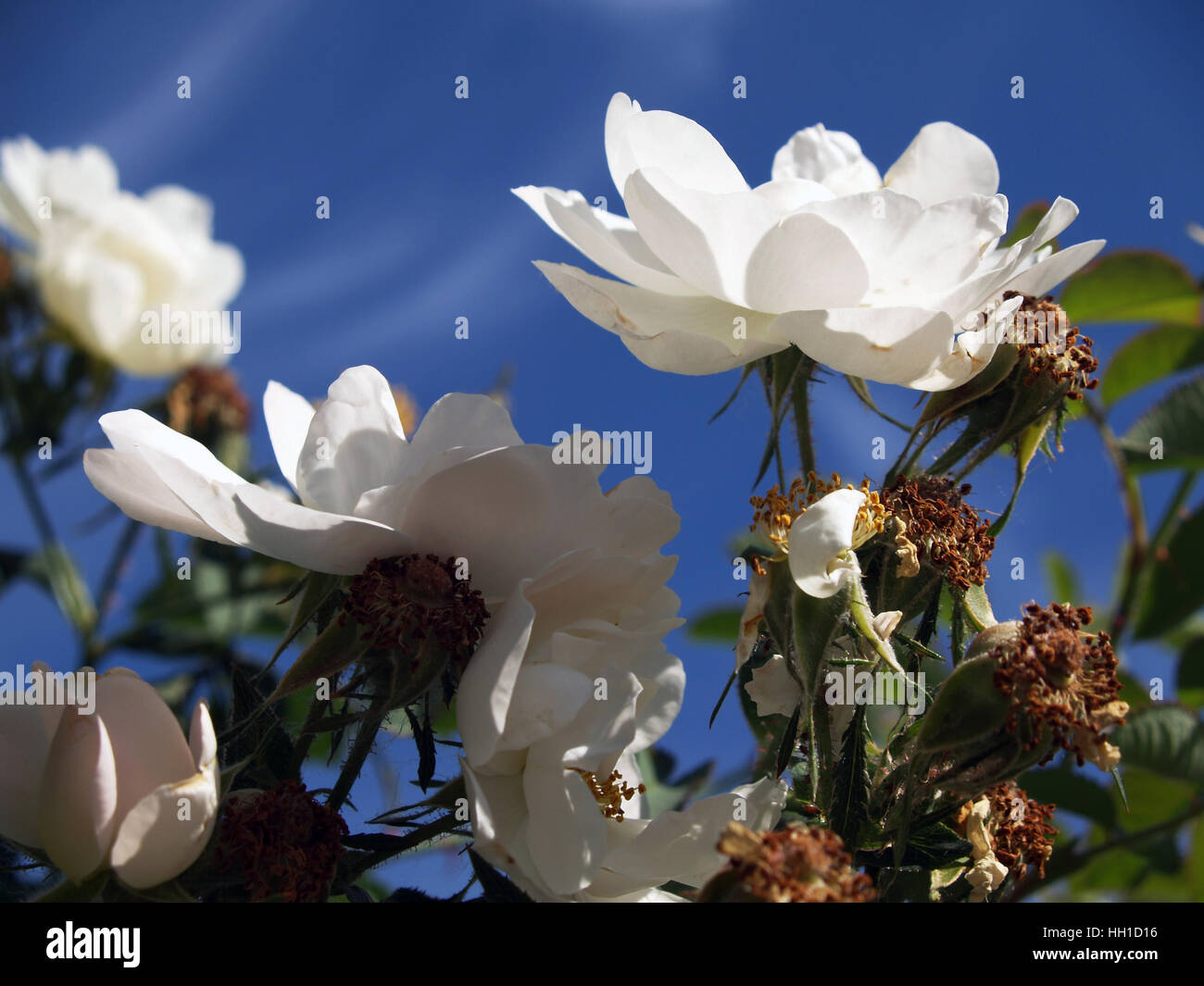 White Wind Roses white wild roses Stock Photo - Alamy