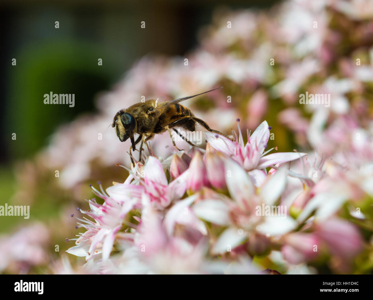Honeybee on Jade Plant Stock Photo