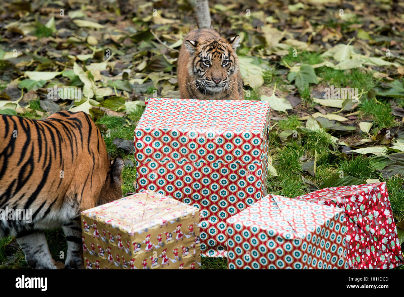 Animals are treated to Christmas presents at the ZSL London Zoo ...